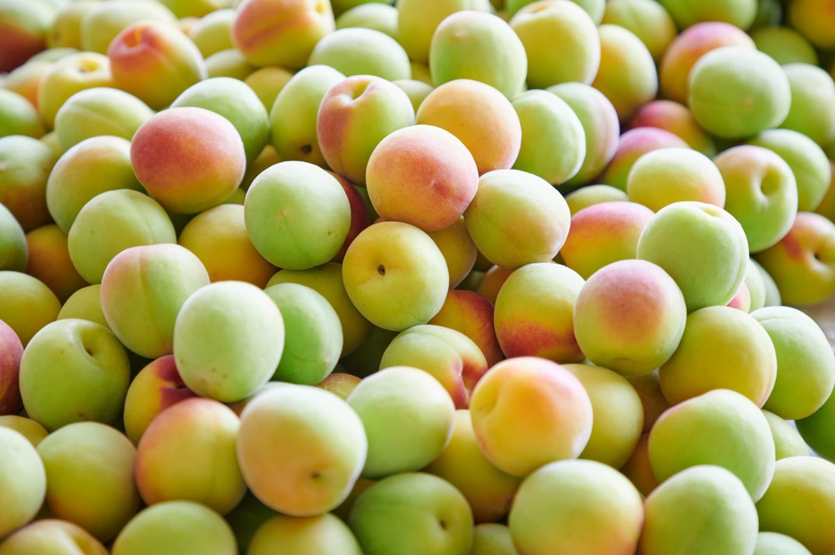 Freshly harvested Nanko ume